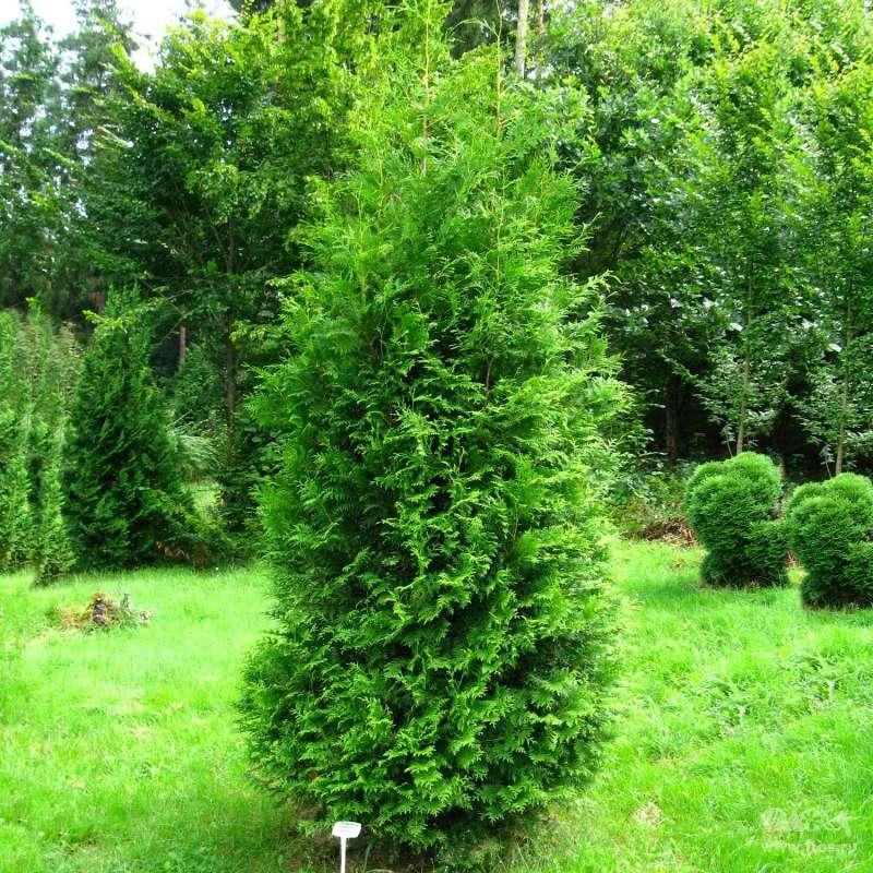 Саджанець туї західної Thuja occidentalis Brabant 3-річний С1.5 (1913710434)