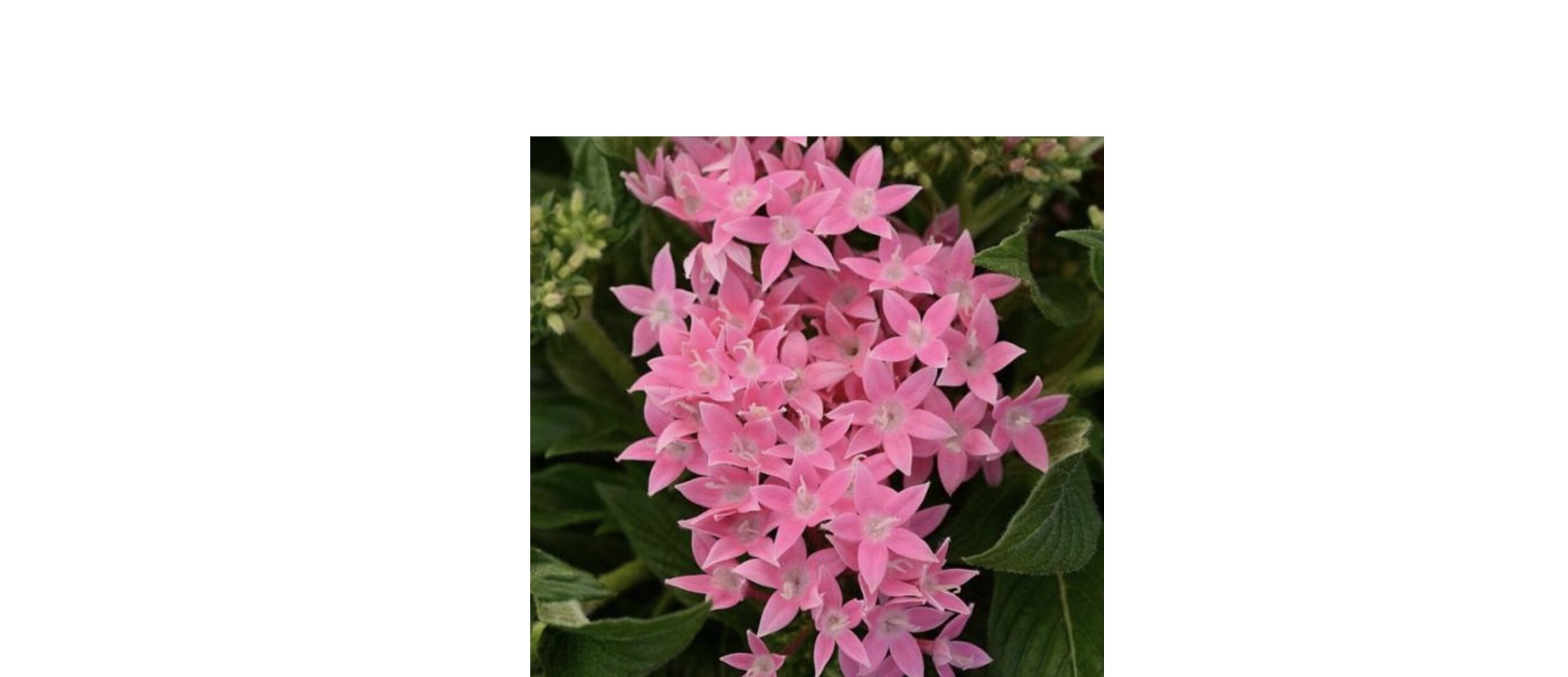 Семена цветов PanAmerican Пентас ланцетный LUCKY STAR PINK 25 шт. (BN08365-2)