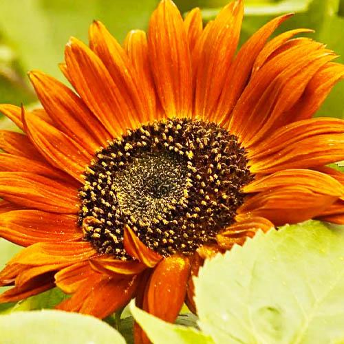 Семена Подсолнечник Florium Вечернее солнце (4979) - фото 3