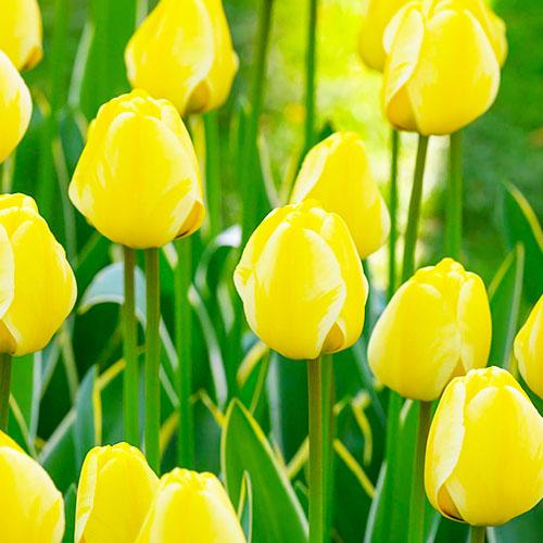 Тюльпан Florium Jaap Groot (9762) - фото 2 Тюльпан Florium Jaap Groot (9762) - фото 2