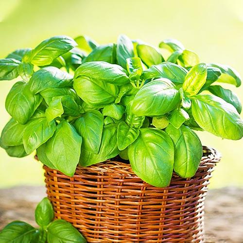 Семена Базилик Florium Тоскано Мединетто (17554) Семена Базилик Florium Тоскано Мединетто (17554)