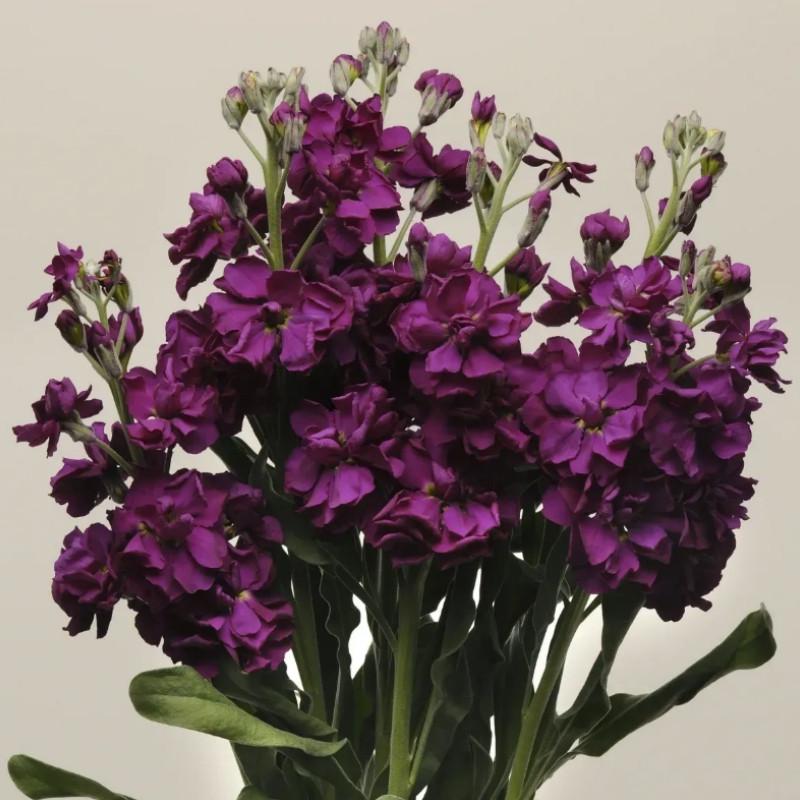 Семена цветов Левкой Матиола KATZ PURPLE PanAmerican 50 шт. (BN01535-3)