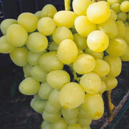 Сажанець Виноград «Блондинка» ранній/соковитий/солодкий мускат (63720)