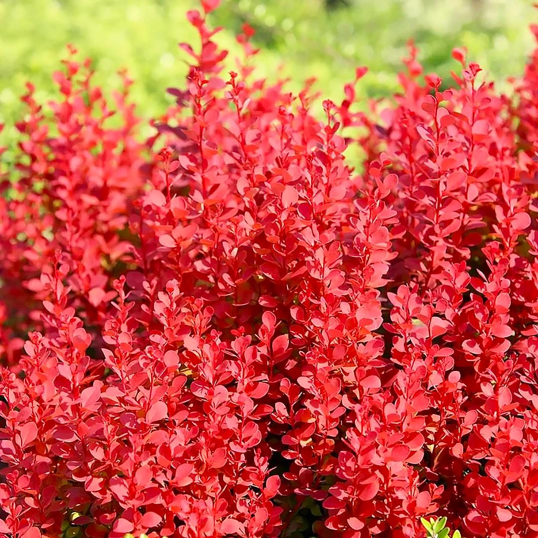 Саженец барбариса Тунберга Red Rocket Р9 (857130067)