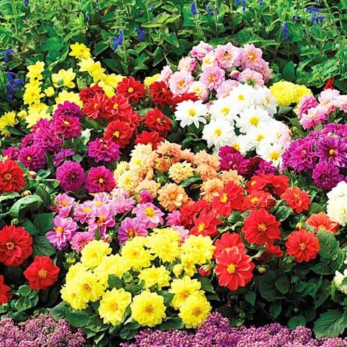 Семена Георгина Florium Кровавая Мери бронзоволистная (18120) - фото 2