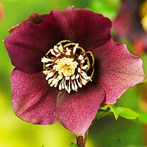 Морозник Florium Pretty Ellen Red (4033)