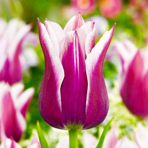 Тюльпан Florium Claudia (15125)