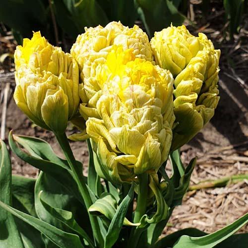 Тюльпан Florium Artisjok Yellow (15107)