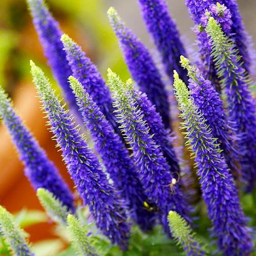 Вероніка Florium Ulster Dwarf Blue (12753)