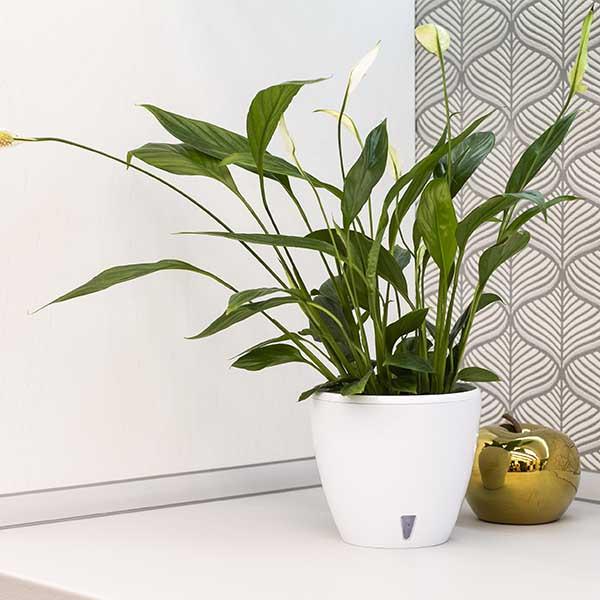 Горшок для цветов Santino DECO TWIN PLUS с картриджем 5,8 л Белый (DTWC58WHT) - фото 3 Горшок для цветов Santino DECO TWIN PLUS с картриджем 5,8 л Белый (DTWC58WHT) - фото 3