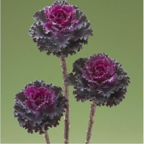 Семена цветов Капуста декоративная Crane Ruffle Red Takii seed 100 шт. (BN12023-3)