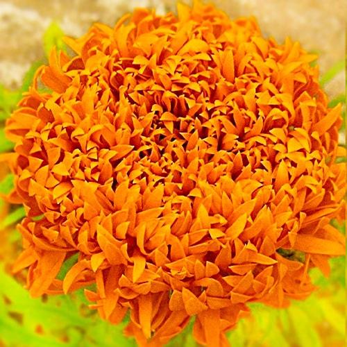 Семена Бархатцы Фантастик Оранж Florium