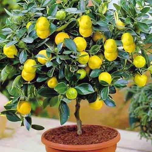 Сажанец Лимон Мейера (24025)