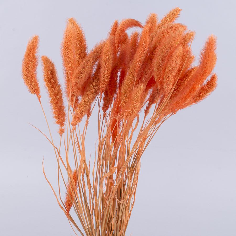 Сухоцвет сетария для декора (5141-2)