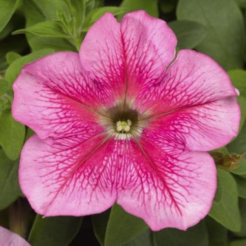 Семена цветов Петуния крупноцветковая Tritunia F1 Pink Veined Syngenta 100 шт. (BN09945-3)