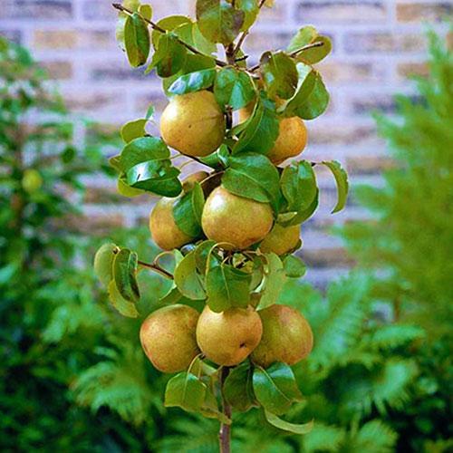 Сажанец Азиатская груша Дайсуле летний сорт (45356)