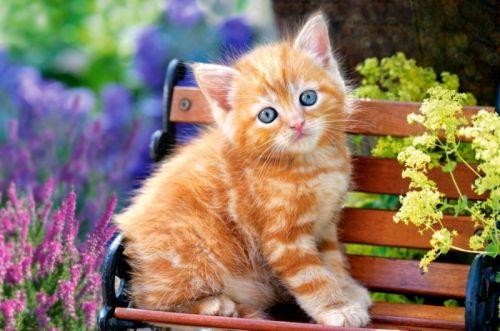 Пазл Котенок 500 элементов (B-52240-CS)