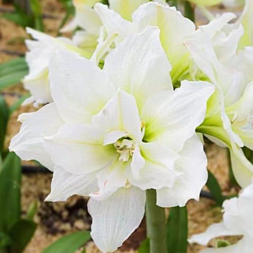 Амариллис Florium Arctic Belle (17947)
