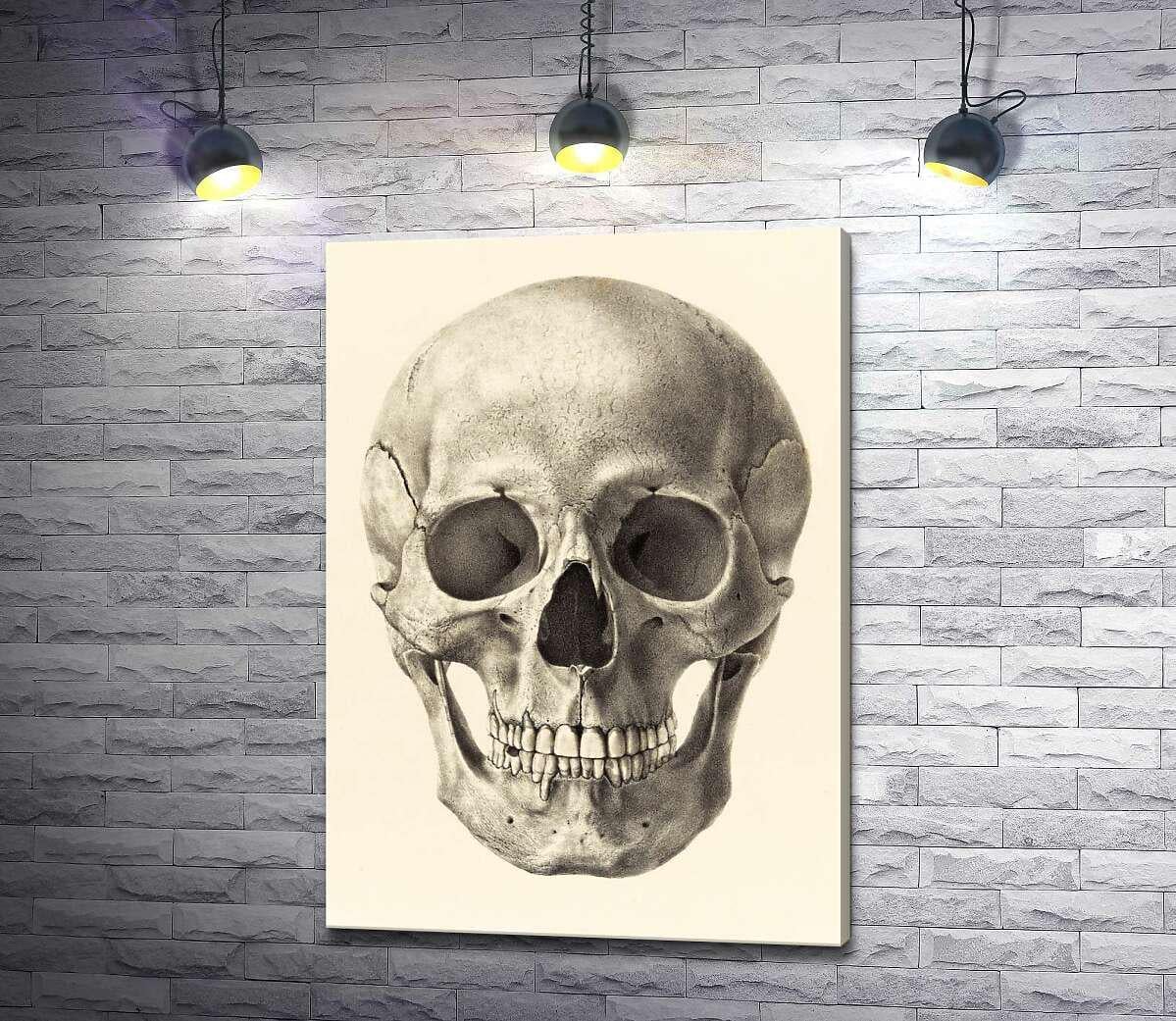 Картина ArtPoster Анатомия в деталях: череп человека 92x130 см Модуль №1 (001014)