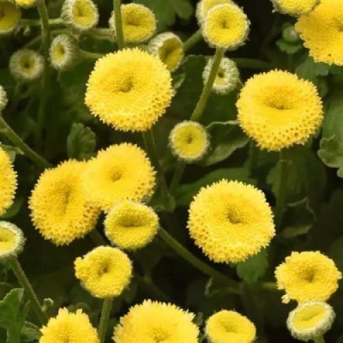 Семена цветов Ромашка VEGMO SUNNY BALL GOLD (BN04567-3)
