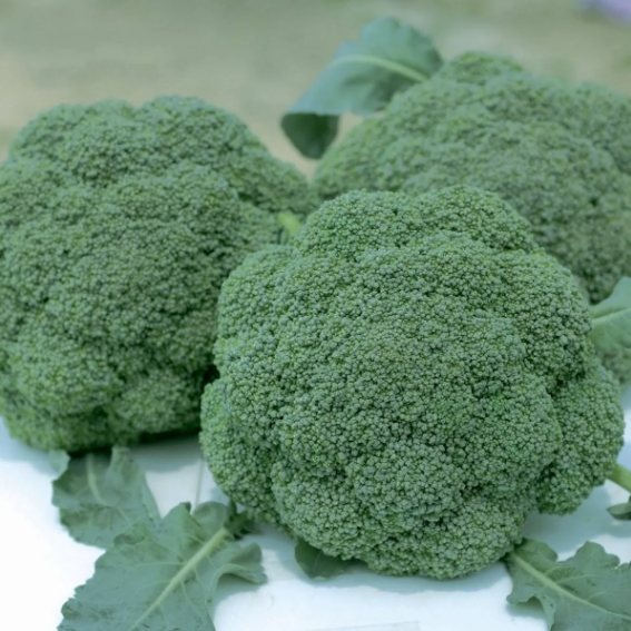 Семена Капуста Брокколи Бести F1 Syngenta ТД Гекса-Україна 01-08-033 2500 шт. (IR002712)