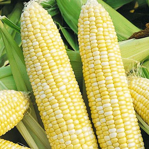 Семена Кукурудза Florium Ракель F1 (15996)