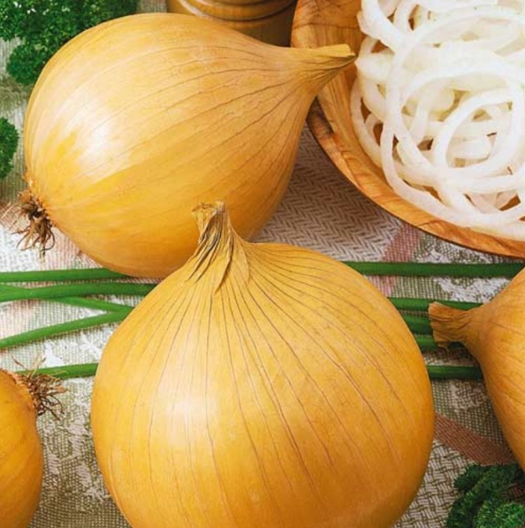 Насіння цибулі Ексібішн ТД Гекса-Україна 01-16-112 100 шт. (IR02365) - фото 1 Насіння цибулі Ексібішн ТД Гекса-Україна 01-16-112 100 шт. (IR02365) - фото 1