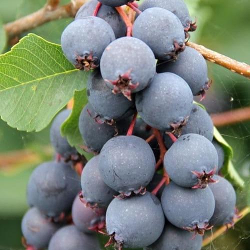 Сажанец Ирга 2-летняя ольхолистная Amela укоренённая в контейнере (183344)