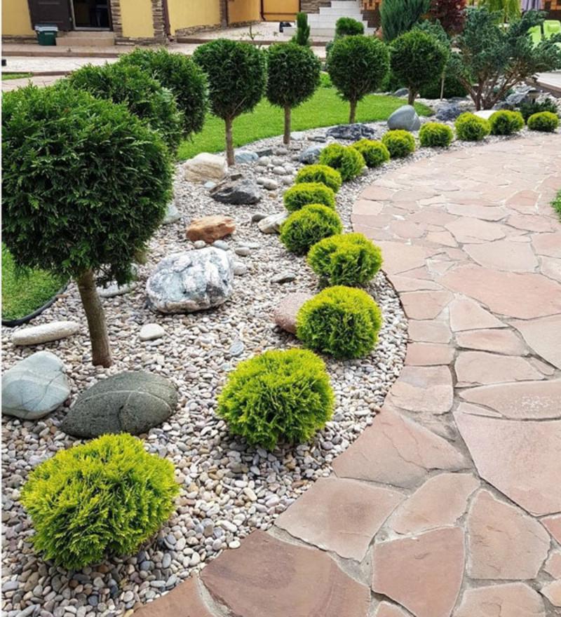 Туя западная Мириам С7,5 (2669487056) - фото 2