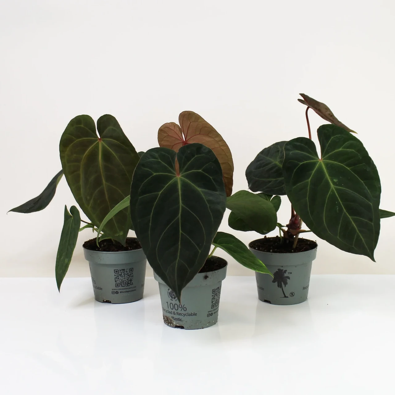 Антуриум Дарк Феникс 12/35 см (2698872796) - фото 2