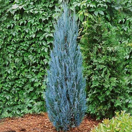 Саджанець ялівцю скельного Juniperus scopulorum Blue Arrow С2 (1656828443) - фото 3 Саджанець ялівцю скельного Juniperus scopulorum Blue Arrow С2 (1656828443) - фото 3