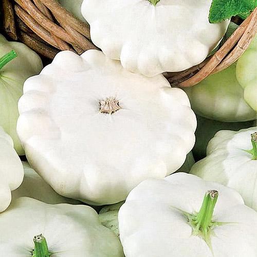 Семена Патісон Florium Патіна (7518)