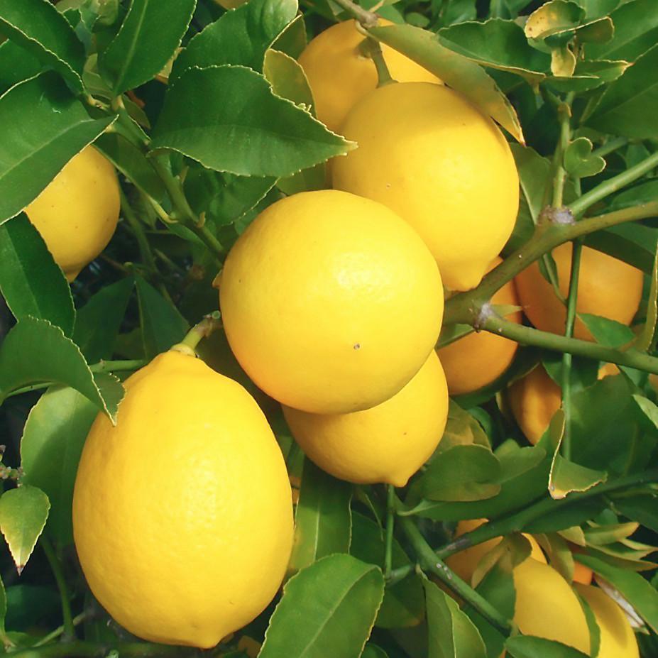 Саженцы лимона Майкопский 2-х летний кисло-сладкий/ремонтантный (1375498525)