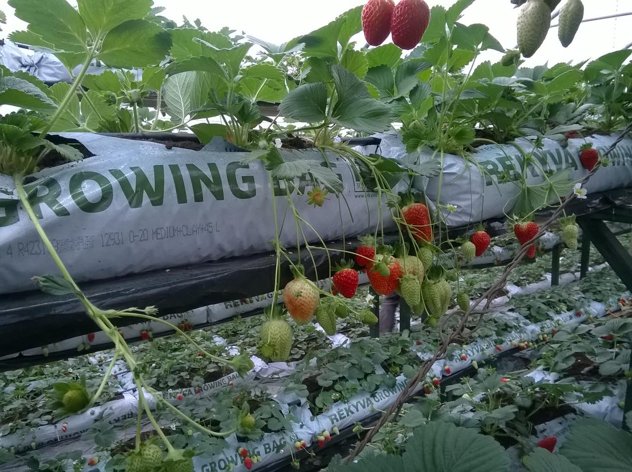 Торфяной субстрат GROWING BAG 45 л (1650291466) - фото 4