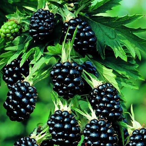 Саджанець Ожина ремонтантна Прайм Ян Prime Jan (46038)