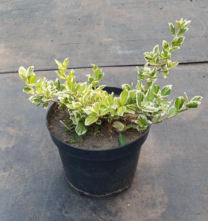 Бересклет Euonymus fortunei Silver Queen (19035973)
