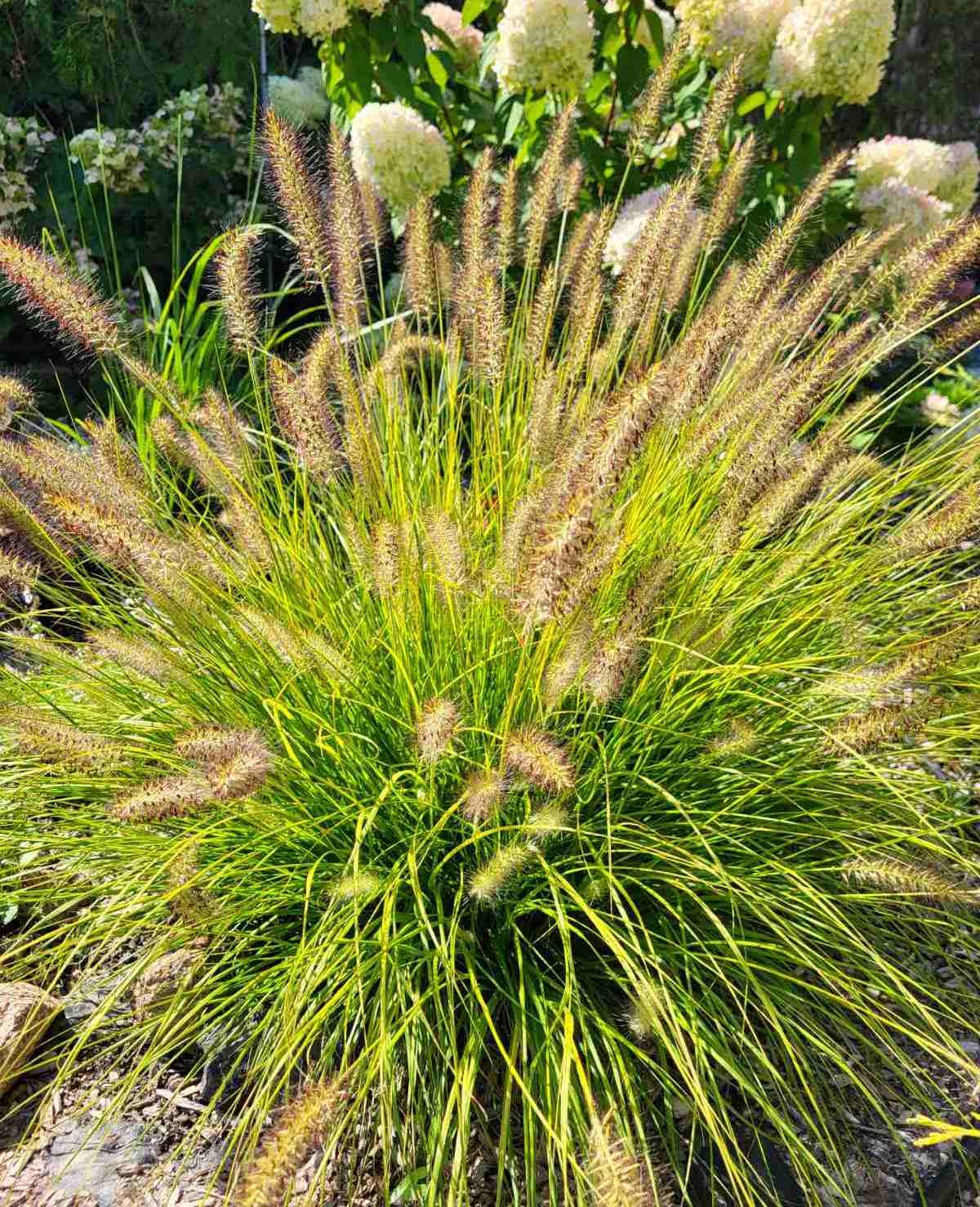 Пеннісетум Pennisetum Hameln Gold Р9