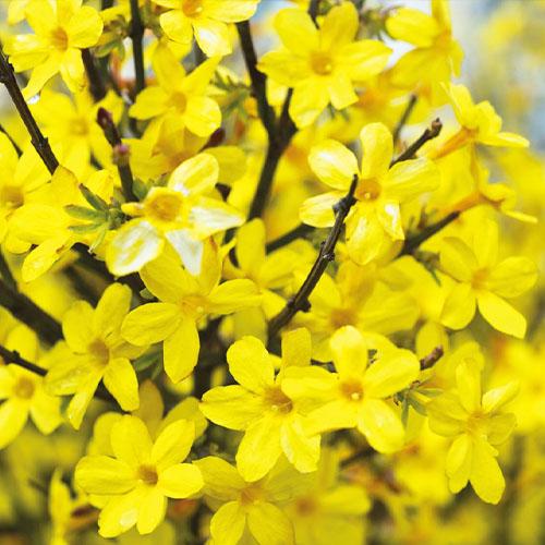 Жасмин Florium Nudiflorum (7594)