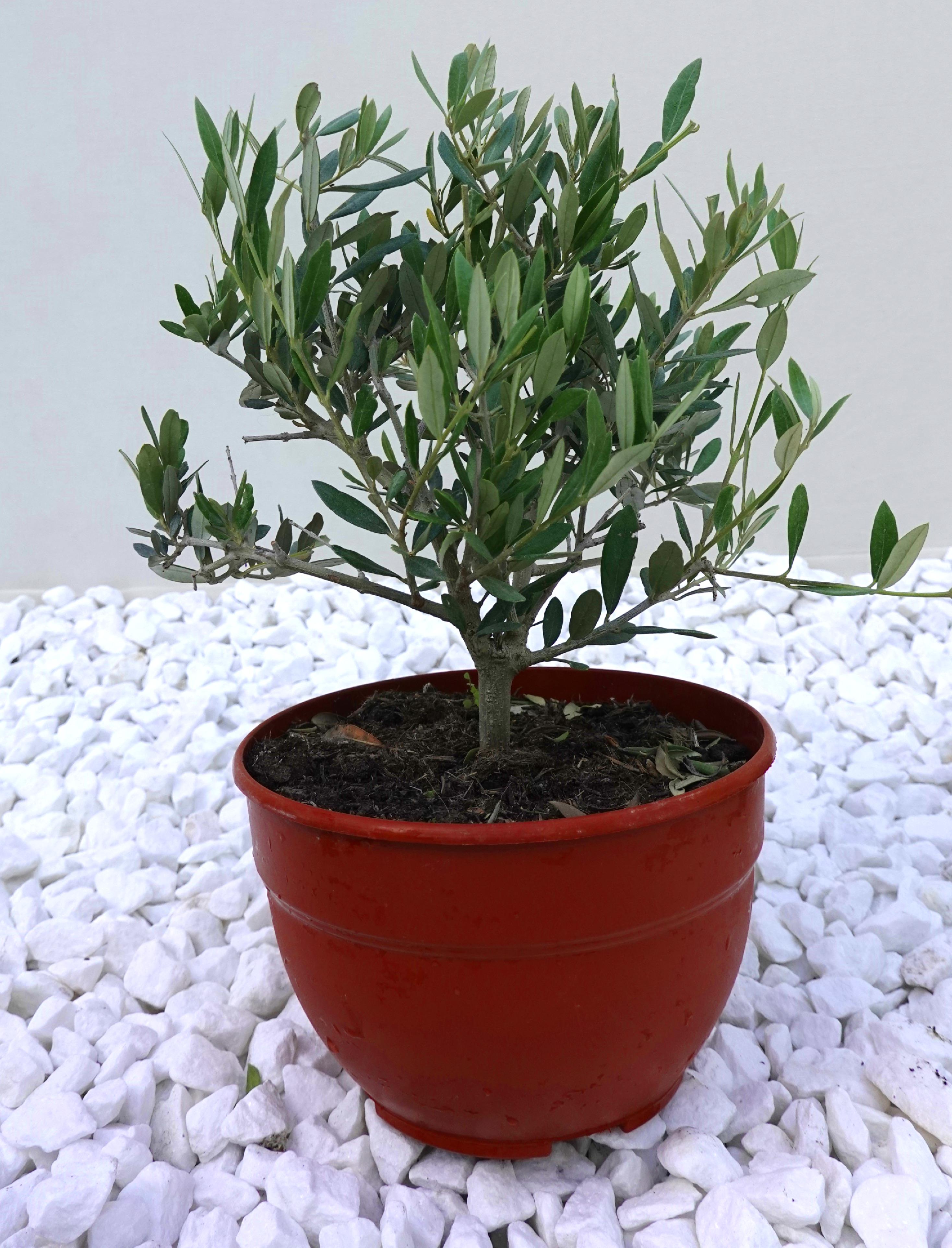 Масло европейское кустовое Bush B25 Olea europaea 40-50 см