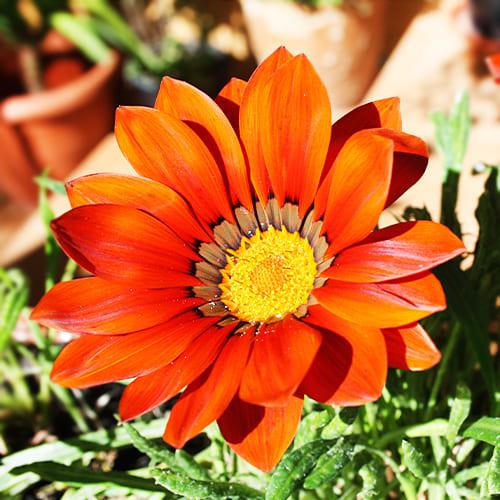 Семена Газания Florium Промеза (7306)