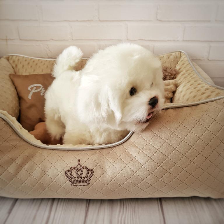 Лежанка для собак Amore mio Cane Брідж Princess до 8 кг 70х50х23 см (DB-0044) - фото 4 Лежанка для собак Amore mio Cane Брідж Princess до 8 кг 70х50х23 см (DB-0044) - фото 4