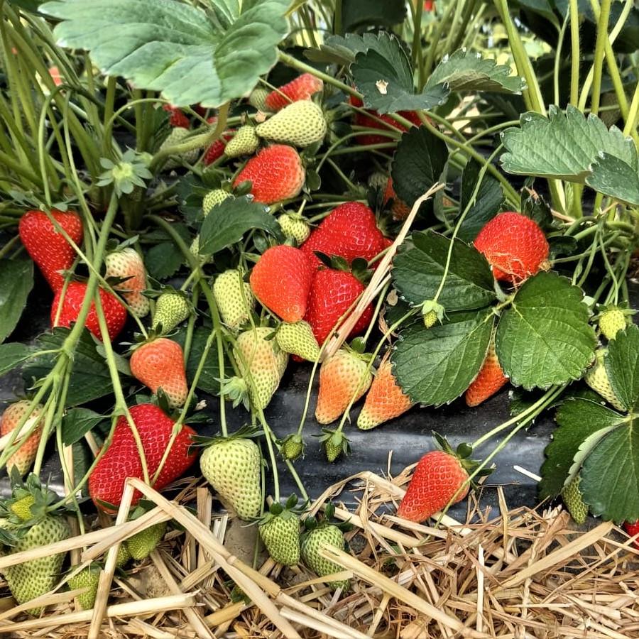 Саженец клубники Giusy ранняя (1896415580)