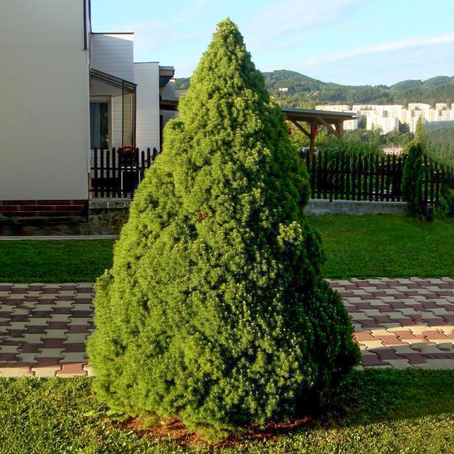 Саджанець ялини канадської Picea glauca Conica 3-х річна С3 (1299956693) Саджанець ялини канадської Picea glauca Conica 3-х річна С3 (1299956693)