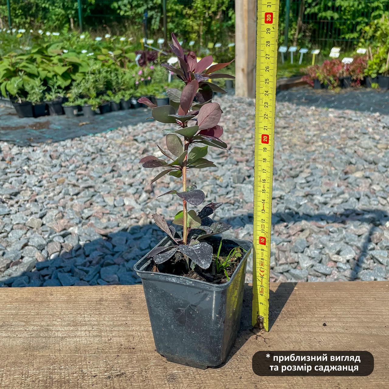 Саженцы барбариса оттавского Суперба Superba Р9 (645210707) - фото 3