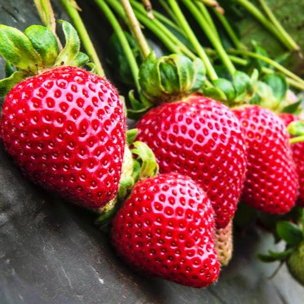 Саженец клубники Cebot поздняя (1728865057) - фото 2 Саженец клубники Cebot поздняя (1728865057) - фото 2