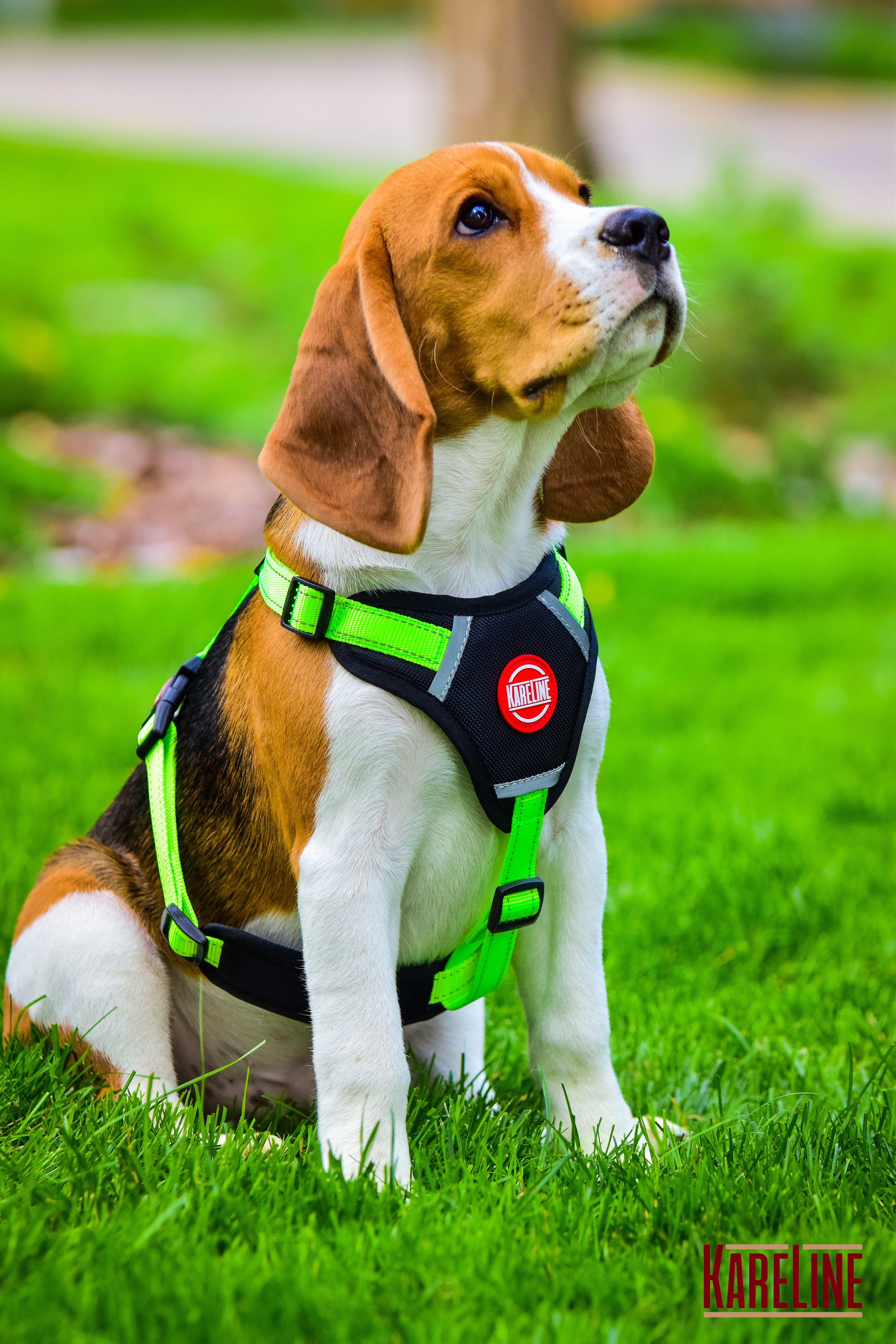 Шлея KareLine из нейлона с пластиковой пряжкой 20 мм А:400-600 мм В:500-630 мм Салатовый (0883/5) - фото 6 Шлея KareLine из нейлона с пластиковой пряжкой 20 мм А:400-600 мм В:500-630 мм Салатовый (0883/5) - фото 6