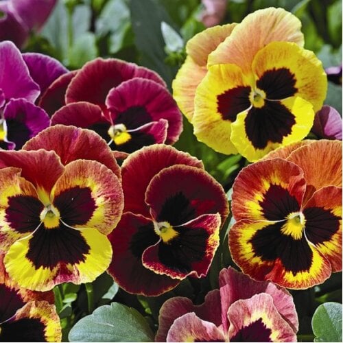 Семена цветов Виола Mammoth Sangria Punch Syngenta 25 шт. (BN03262-4)