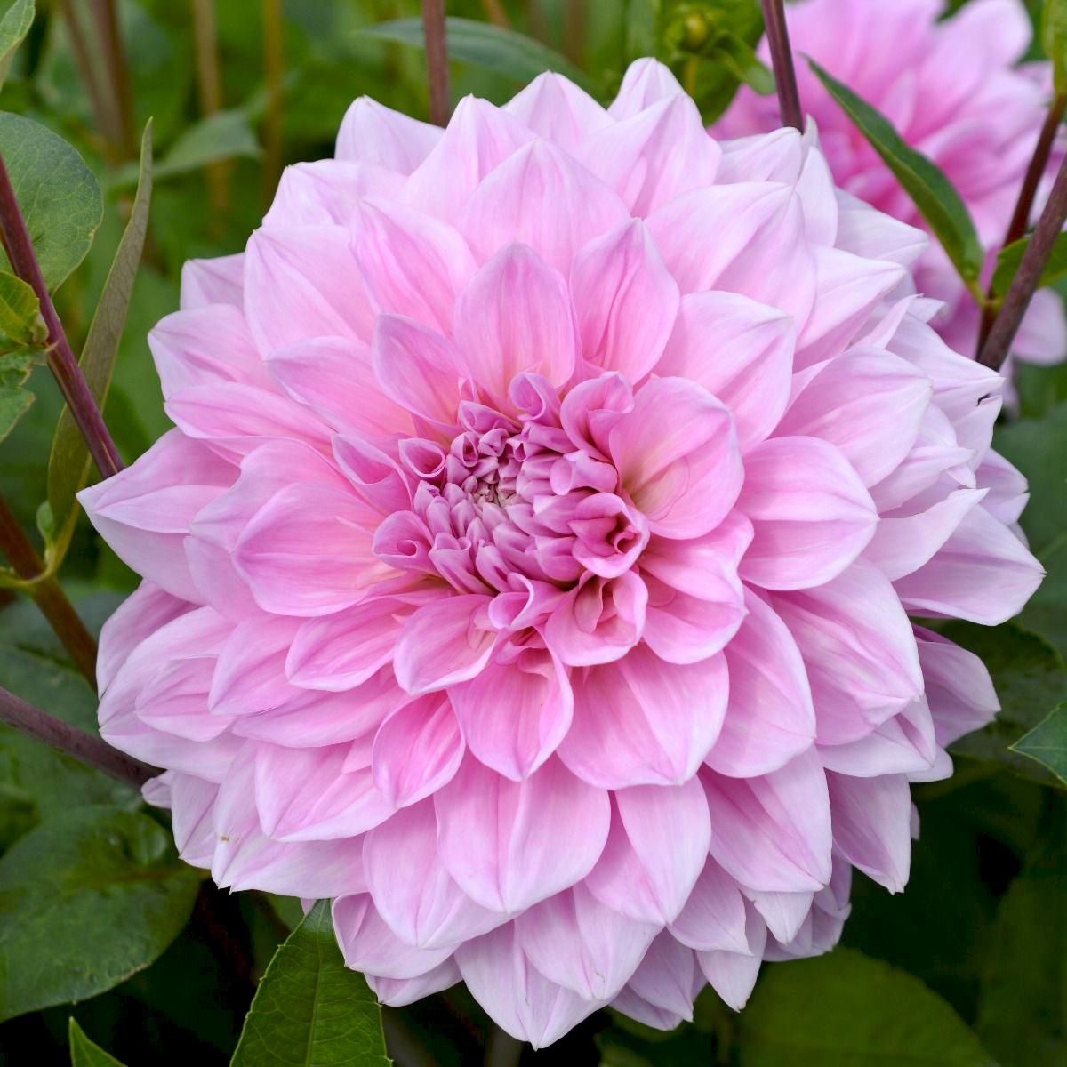 Георгина декоративная Lavender Perfection 3 шт. (38297074)