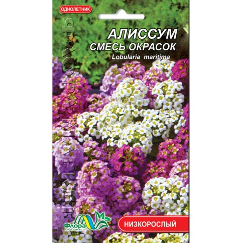 Насіння Аліссум суміш забарвлень однорічник низькорослий 0,1 г (26131)