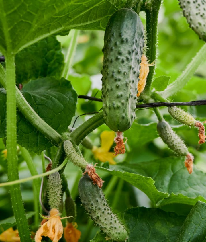 Семена Огурец GL Seeds Нежинский 1 г (682)